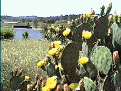cactus plant